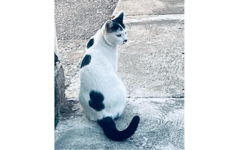 Bigodinha gatinha, pelagem branca com três manchas pretas no dorso, mancha preta na cabeça e rabo preto. Muito linda.
