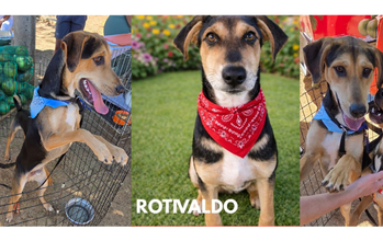 Rotivaldo cachorro, porte pequeno, pelagem curta, preta com manchas marrons claras e brancas. Muito lindo.