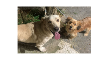 Dois cachorrinhos sem raça definida, pelagem curta um deles e outro pelo grande nas cores beges e muito mansinhos.