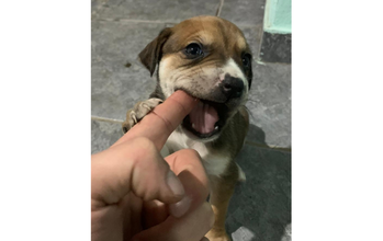 cachorrinho, filhote, pelagem curta, marrom clara com manchas brancas e olhos verdes. Muito lindinho.