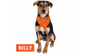 Billy cachorro, porte pequeno, pelagem curta, preta com manchas marrons claras e brancas. Muito lindo.
