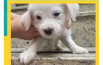 cachorrinho filhote, 45 dias, pelagem toda branca, muito fofinho