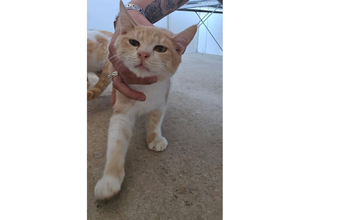 Gatinho SRD, amarelinho rajado, 5 meses de idade, muito fofinho e espertinho