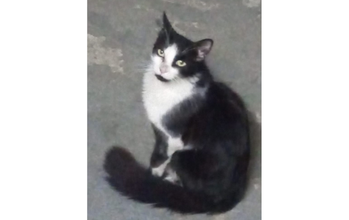 Biscoito gatinho, jovem, pelagem preta com mancha no peitoral, patas dianteiras, pescoço e focinho. Olhos verdes. Muito lindo.