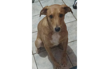 cachorrinho, jovem, pelagem curta, caramelo, com mancha branca no peitoral. Muito lindinho.