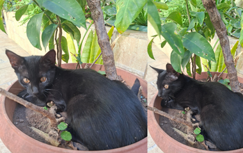 gatinho, pelagem toda preta, olhos cor de mel. Muito lindo.