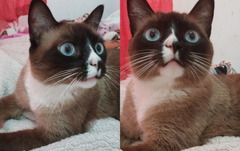 gatinha, pelagem parecida com siamês, em degradê de marrom e cinza, mancha branca no pescoço e no focinho, carinha preta e olhos muito azuis. Linda demais.
