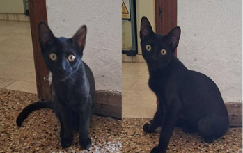 gatinho, filhote, pelagem toda preta, olhos amarelos. Muito lindo.