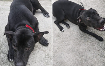 Bob Cachorro de porte grande, pretinho, 9 meses de idade, muito lindinho e carinha de sapeca