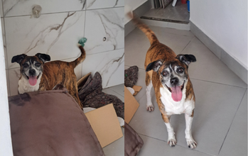 Bob Cachorrinho de porte médio, 7 anos de idade, dócil, tigrado, parecido com Boxer e muito lindinho