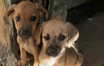 Bob e Billy Dois cachorrinhos SRD, caramelos, pelo curto, parecem gêmeos, estão sempre juntos, 4 meses de idade, muito fofinhos e lindinhos