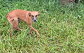 Bob Cachorrinho SRD, idoso, caramelo, porte médio e cheio de amor e dócil