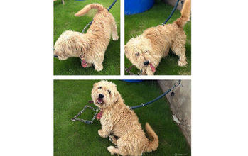 Bob Cachorrinho Poodle, caramelo, 6 anos de idade, agitado quando fica sozinho e lindinho