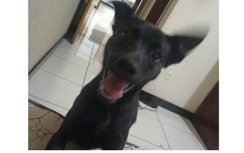 Cachorro SRD, pretinho, 1 ano de idade, dócil e tranquilo e muito fofinho