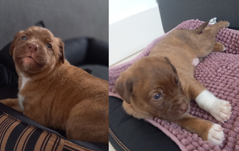 cachorrinho, filhote, porte médio, pelagem curta, marrom clara com manchas brancas nas patinhas dianteiras e no peitoral. Muito fofinho.