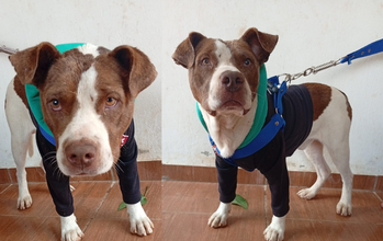 cachorro, adulto, raça pitbull, pelagem curta, branca com manchas marrons escuras no rosto e no dorso. Olhos cor de mel. Muito lindo. 