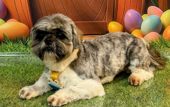 cachorro, raça Shih Tzu, pelagem cinza e branca. Muito lindinho.