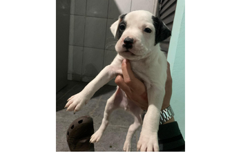 Bobby cachorrinho, SRD, filhote, pelagem curta, toda branquinha e com mancha preta nas orelhas e no olho direito. Muito lindinho.