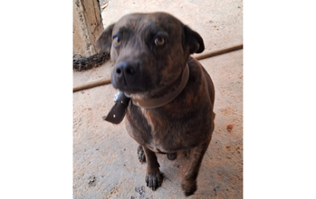 Bolota cachorro, adulto, porte médio, pelagem curta, rajada de preto e marrom escuro, olhos castanhos. Muito lindo.
