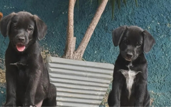 Bolucho Cachorro sem raça definida, de 2 meses de idade, pelagem curta e preto, e muito dócil.