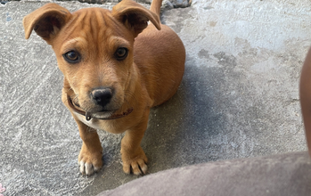 Boly Cachorrinho SRD, 1 ano de idade, caramelo, porte pequeno, dócil e fofinho
