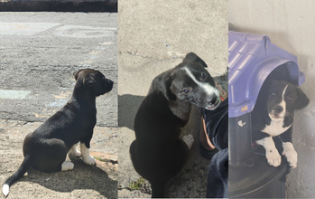 Boni cachorrinha, pelagem curta, toda preta com detalhes brancos na cauda, nas patinhas e no rosto. Muito linda.