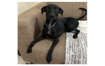 Bóris Cachorrinho sem raça definida, de 8 meses de idade, porte pequeno, pelagem curta na cor preta e mancha branca no pescoco, muito lindinho e dócil
