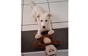 Cachorrinha SRD, branquinha e peludinha, porte médio, dócil, brincalhona e muito linda
