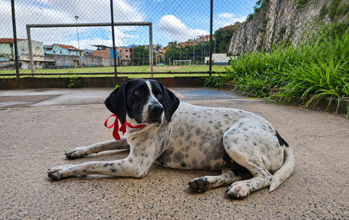 Branquinha Cachorrinha SRD, parecida com Dálmata, branquinha com pintinhas em preto, com orelhas e face com manchas pretas, porte médio, 4 anos de idade e muito dócil