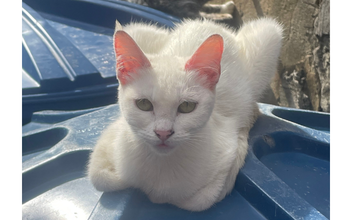 Branquinha gatinha, 1 ano, pelagem toda branquinha e olhos verdes. Muito fofinha e dócil.