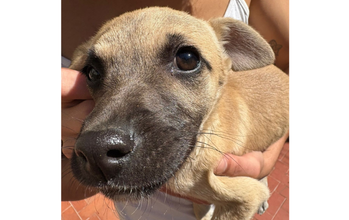 Cachorrinho de 9 meses, SRD, amarelinho de pelo curto, dócil, amigavel, brincalhão e companheiro
