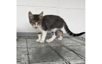 Gatinha sem raça definida, cinza rajado, de 3 meses de idade, muito lindinha e dócil.