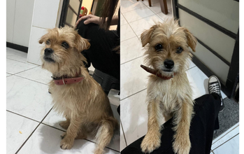 cachorrinha, 1 ano e meio, porte pequeno, pelagem tipo estopinha, caramelo. Muito lindinha.
