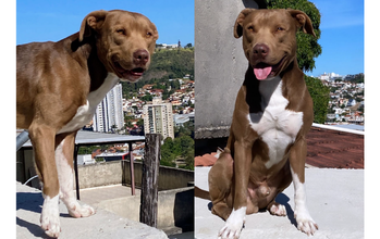 Bruce cachorro, raça pitbull red nose, 4 anos, pelagem curta, marrom/dourado com mancha branca no peitoral e nas patas dianteiras. Muito lindo.