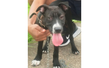 Bruce Wayne cachorrinho, raça american bully, 9 meses, pelagem curta, preta com manchas brancas no focinho e nas patas. Muito lindo.