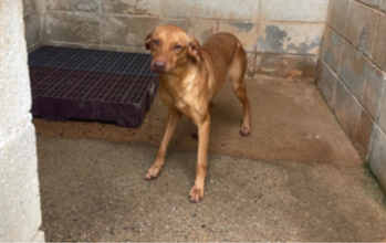 Bruce Cachorirnho de porte médio, caramelo, jovem, muito dócil e carinhoso