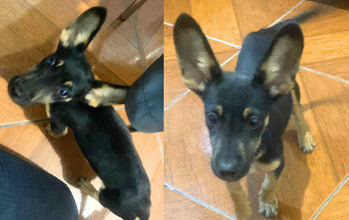 Bruce caozinho, filhote, pelagem preta com manchinhas marrons na sobrancelha, orelhas e patas. Muito fofinho