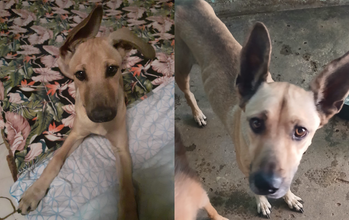 Bruno Cachorrinho SRD, caramelo, pelo curto, 4 anos de idade, dócil e precisa muito de um novo lar, após falecimento de sua tutora.