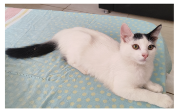 Cabelinho Gatinho sem raça definida, de pelagem curta, branco com mancha preta na cabeça, parecendo uma franjinha e a cauda preta, com 5 meses de idade e dócil