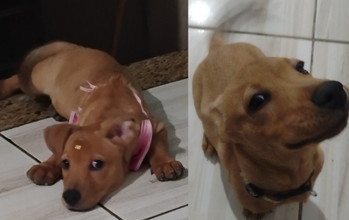Cacau cachorrinha, filhote, pelagem curta, toda caramelo dourado. Muito lindinha.