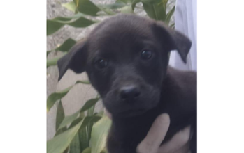 Cacau cachorrinha, filhote, pelagem curta e toda preta. Muito lindinha.