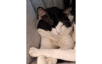 gatinho, pelagem branca com mancha preta na cabeça e olhos. Muito lindinho.