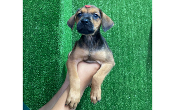 Cacau Cachorrinha SRD, caramelo com capa preta, mansa, tem 2 meses, muito lindinha e louca para arrumar um lar.