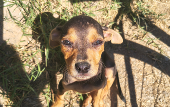 Cacau cachorrinha, filhote, porte pequeno, pelagem curta, preta com manchas marrons nos olhos, focinho e patas. Muito fofinha.