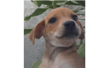 cachorrinho, pelagem curta, caramelo e branco. Muito fofinho.