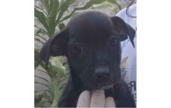 cachorrinho, pelagem curta, toda preta, olhos pretos. Muito lindo.