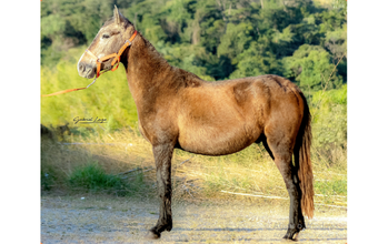 Café cavalo, macho, pelagem castanha, orelha esquerda caída.