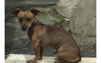 cachorrinho, pequeno porte, pelagem curta, marrom. Muito lindinho.