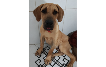 Kairo cão. filhote, porte grande, raça Fila Brasileiro, pelagem curta, toda caramelo, focinho preto. Muito lindo.