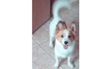 Cake Cachorrinha SRD, parecido com Lulu Pomerânia, branco com manchinhas em bege, peludinha, muito dócil, 6 meses de idade, e muito linda